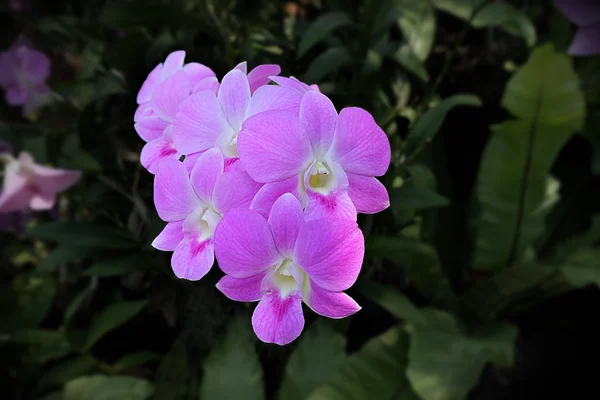 Light pink orchid flower — Stock Photo, Image