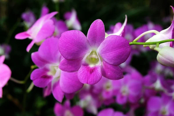 Dendrobium sonia, purple orchid flowers — Stock Photo, Image