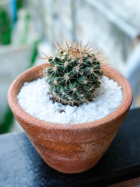 Echinocactus grusonii veya küçük tencerede Altın varil kaktüs
