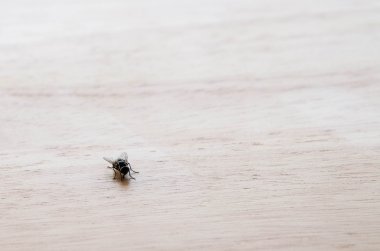 Ahşap köşe arka plan aşağı sol masada küçük sinek