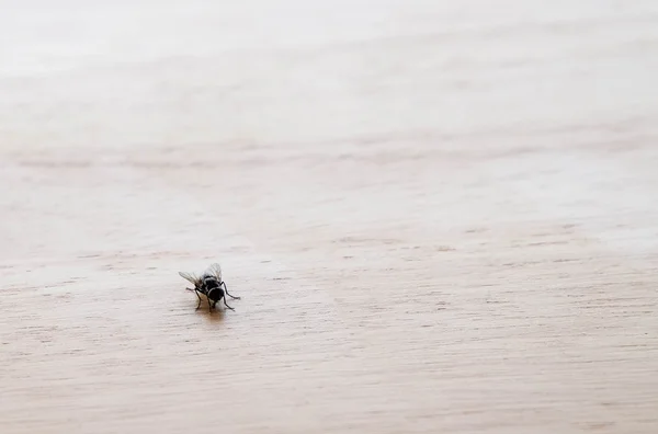 Small fly on wooden table at left down corner background — Stock Photo, Image