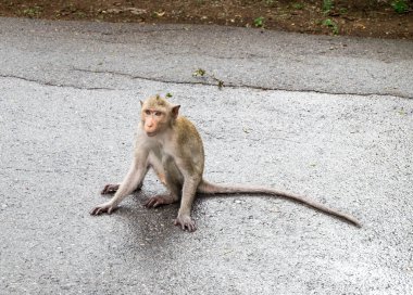 Long-tailed monkey sitting on gravel floor. clipart