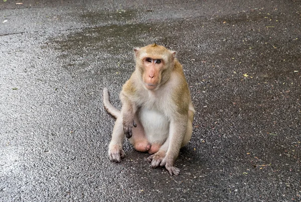 Blinder Affe mit langem Schwanz, der sitzt und in die Kamera starrt. — Stockfoto