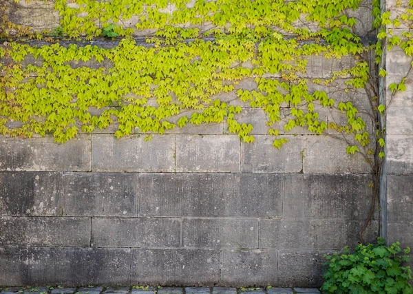 Popínavé rostliny na staré zdi venkovní pozadí — Stock fotografie