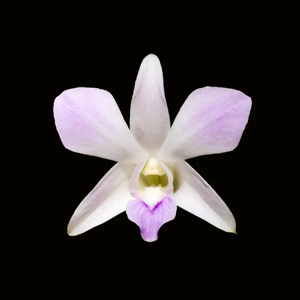 Χλωμό ροζ orchid dendrobium λουλούδι απομονωθεί — Φωτογραφία Αρχείου