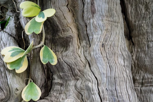 Hoya vine and wooden bark surface background Stock Picture