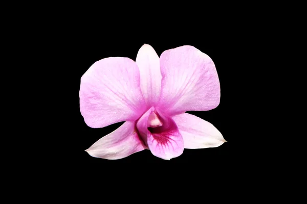 Pale pink dendrobium orchid flowers isolated with clipping path — Stock Photo, Image