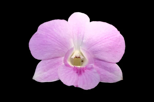 Blek rosa dendrobium orkidé blommor isolerade med urklippsbana — Stockfoto