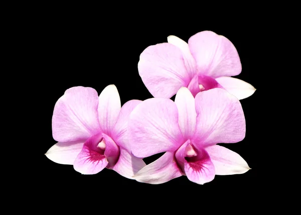 Ομάδα τρία λουλούδια χλωμό ροζ orchid dendrobium απομονωμένη με διαδρομή αποκοπής — Φωτογραφία Αρχείου