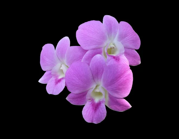 Group of three Pale pink dendrobium orchid flowers isolated with clipping path — Stock Photo, Image