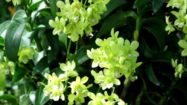 Grüne Dendrobium oder grüne Orchideenblüten im Schatten von Licht und Schatten. Winken im Wind. — Stockvideo