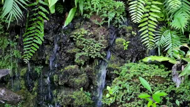 Petite cascade fausse dans le jardin environnant par des plantes 