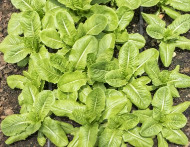 Hydroponic sebze ekimi arka plan. Taze ve sağlıklı gıda.