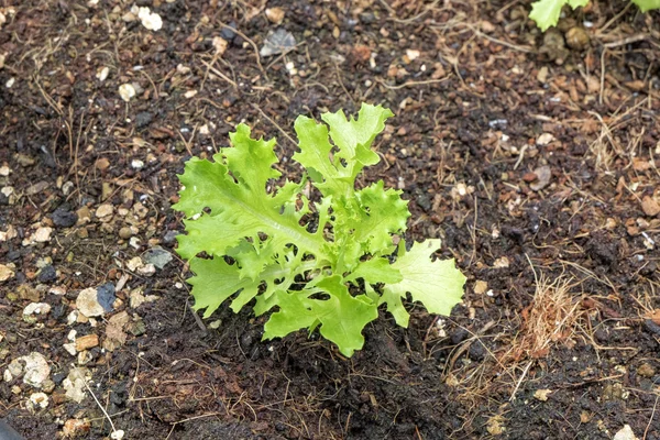 Jeune légume hydroponique de laitue de chêne vert, jeune pousse plantant dans le sol . — Photo
