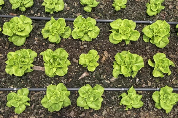 Plantation de tête de beurre sur le sol, légumes biologiques, fond . — Photo