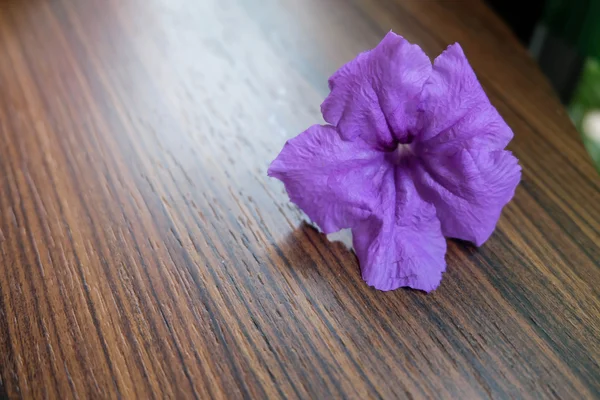 Lila wilde Petunienblüte auf dem Tisch — Stockfoto