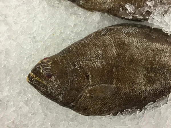Fresh Halibut fish on ice
