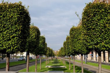 Güzel ve düzenli ağaç satır