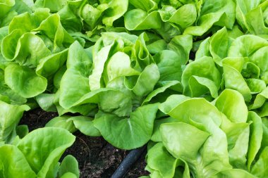 Tereyağı baş sebze ekimi