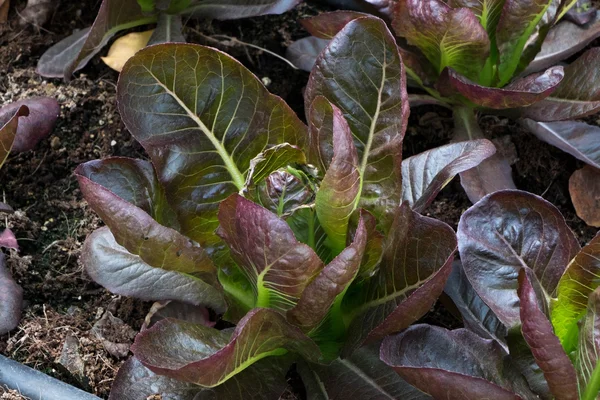 Red cos lettuce vegetable plantation — Stock Photo, Image