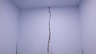 Termitler banyo duvarlarında çamur boruları inşa ederler / evde termit sorunu kavramı