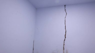 Termitler banyo duvarlarında çamur boruları inşa ederler / evde termit sorunu kavramı