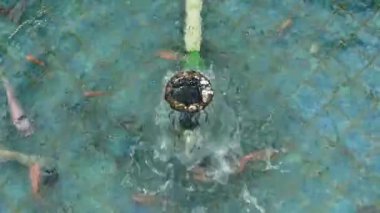 Borudan akan suyla göldeki renkli balıklar.