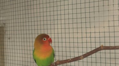 Çekici tüy renginde bir aşk kuşu kafeste