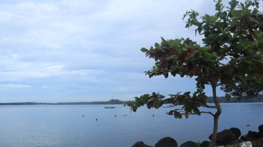 Sahilde yeşil ağaçlı deniz manzarası