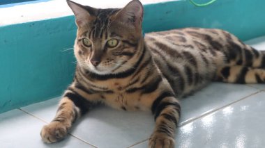 Evde oynarken Bengal kedisi