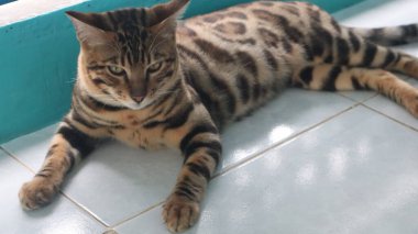 Evde oynarken Bengal kedisi