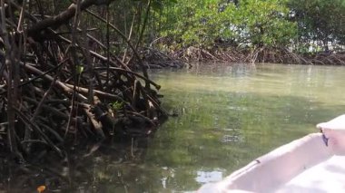 Doğal parkın vahşi yaşam ekosistemine yakın Mangrov kıyısı boyunca kano izleri. Tropikal ağaçlar ve bitkiler tuzlu suda yetişir
