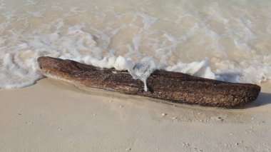 Öğleden sonra beyaz kumlu bir sahilde, dalgaların arasında yavaşça sallanan bir ağaç parçası..