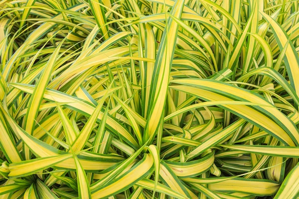 Hermosa planta de araña amarilla verde en el jardín — Foto de Stock