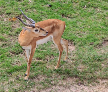 Erkek Impala antilop Khao Kheow Hayvanat Bahçesi
