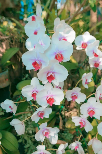 Красива біла квітка орхідеї на ранковому сонці — стокове фото
