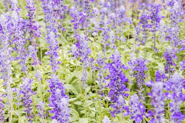 Lavanta çiçek bahçesinde yumuşak odak