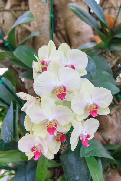 Красива біла квітка орхідеї на ранковому сонці — стокове фото