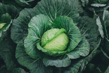 Çiftlikte taze lahana kafası. Tarım çiftliğinde büyüyüp hasat bekleyecekler..