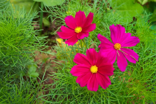 Delikatny Ostrość Kolorowy Kwiat Kosmosu Cosmos Bipinnatus Ogrodzie — Zdjęcie stockowe