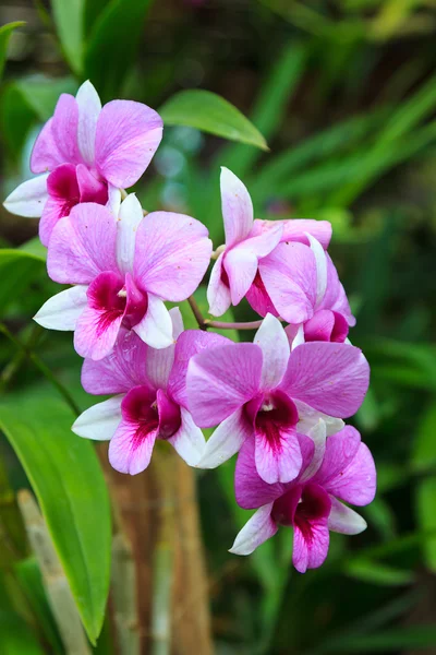 Yakın kadar mor orkide çiçek — Stok fotoğraf