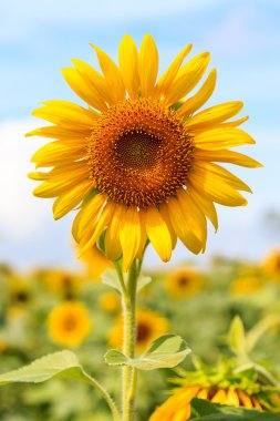 Güzel ayçiçeği tarlada