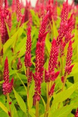 Kırmızı cockscomb çiçek