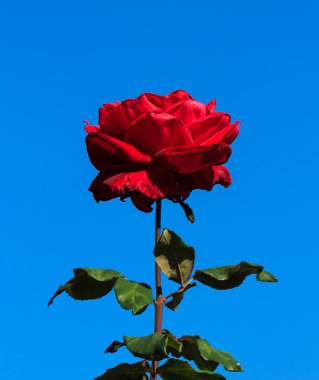 Mavi gökyüzü ile kırmızı gül