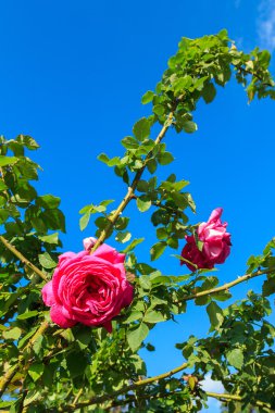 Yaprak yeşil ve mavi gökyüzü ile pembe güller