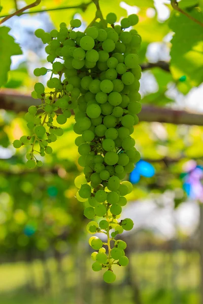 Mognande gröna druva — Stockfoto