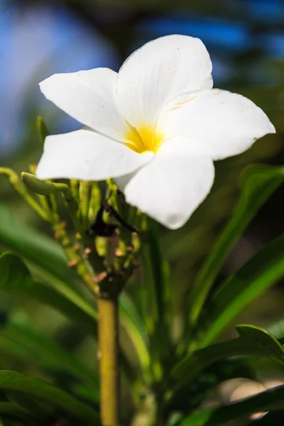 Beyaz frangipani çiçekler — Stok fotoğraf