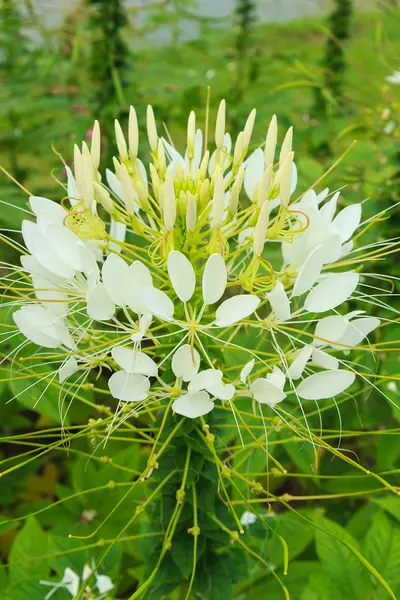 Cleome - örümcek çiçek beyaz