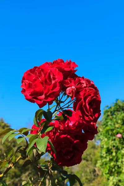 Κόκκινα τριαντάφυλλα με το μπλε του ουρανού — Φωτογραφία Αρχείου