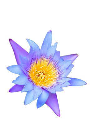 Güzel nilüfer çiçeği